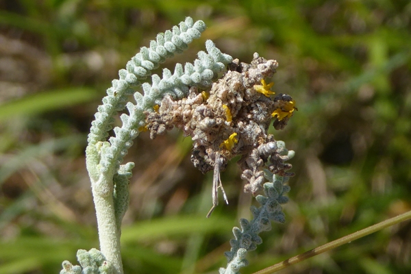 Thetidia sardinica